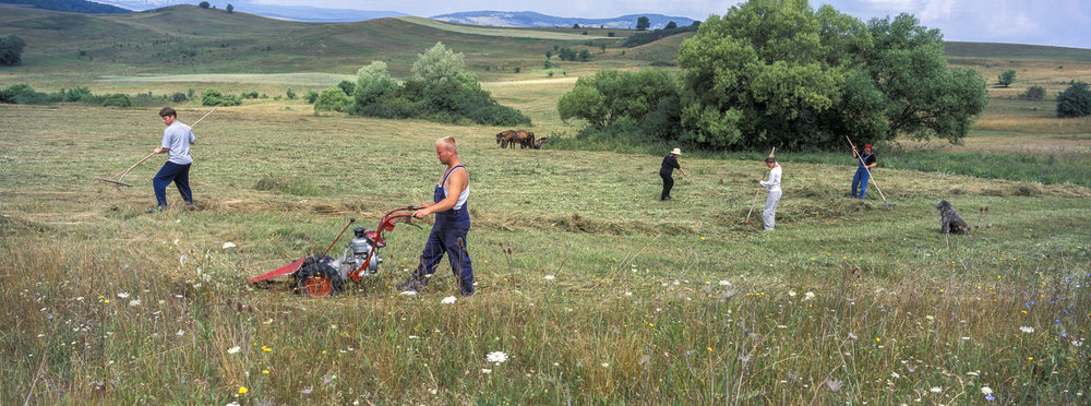 Haymaking on land near Szekelyderz Transylvania Romania. 2003. Hassleblad Xpan and 45mm lens